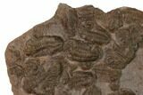 Ordovician Trilobite Mortality Plate - Tafraoute, Morocco #165256-1